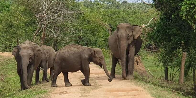 Wilpattu National Park: Morning or Afternoon Safari - Inside Wilpattu: Four Hours of Wildlife Watching