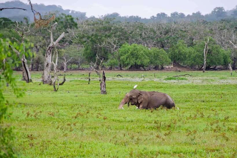 Wilpattu National Park: Private Safari - Wilpattu’s willus give the safari its character