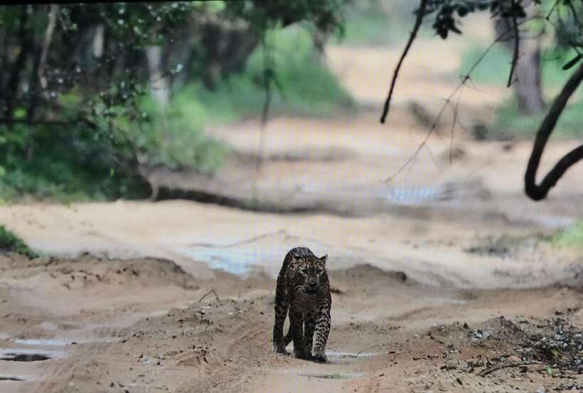 Wilpattu National Park: Private Safari - Why the private format can be worth $35