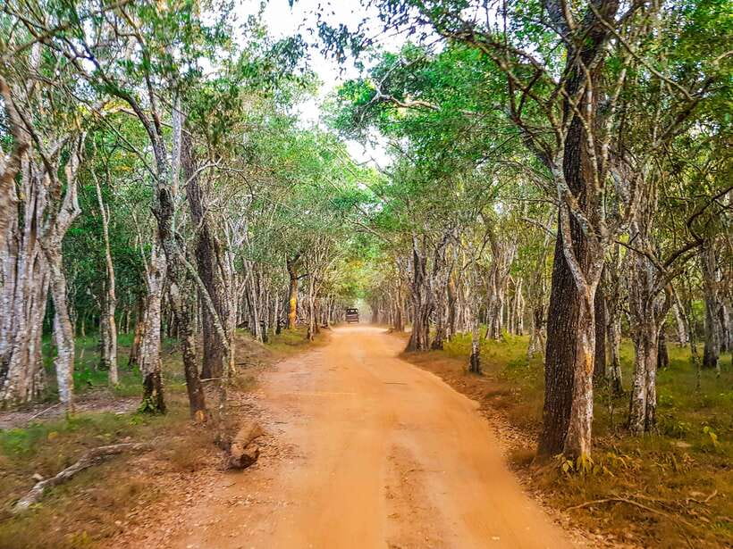 Wilpattu National Park: Private Safari - The driver can make or break the day