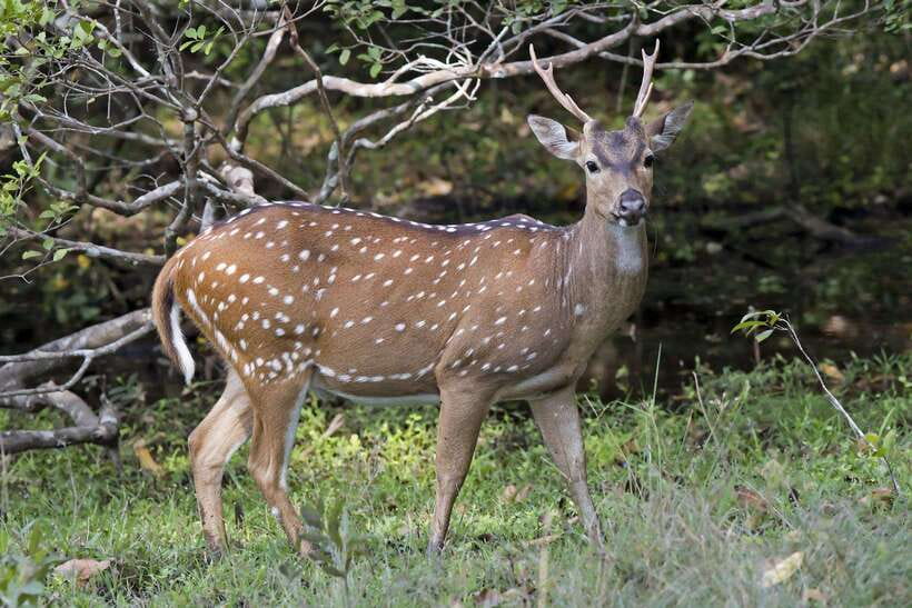 Wilpattu National Park: Private Safari - How Wilpattu compares with a more predictable wildlife day