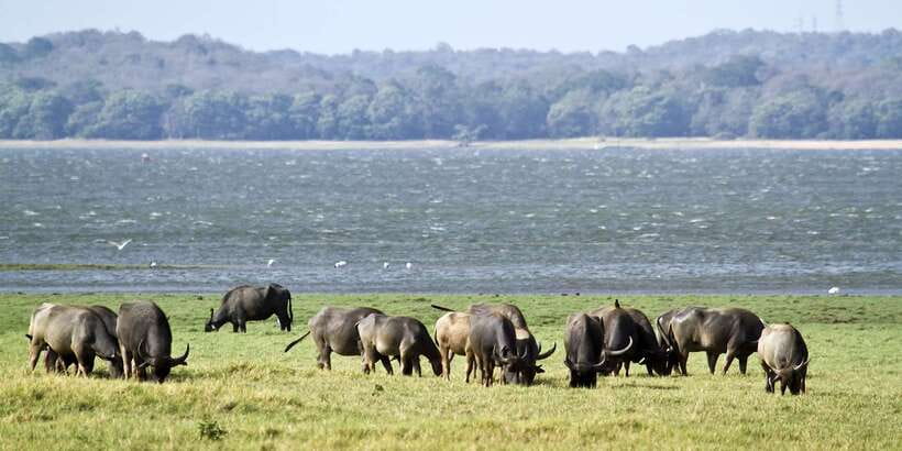 Wilpattu National Park Safari Tour from Colombo - Small practical choices that improve the day