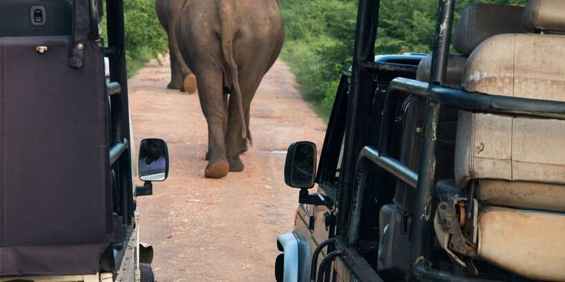 Wilpattu National Park Safari Tour from Colombo - Why Wilpattu is worth the long road from Colombo