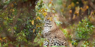 Wilpattu National Park Safari Tour from Colombo