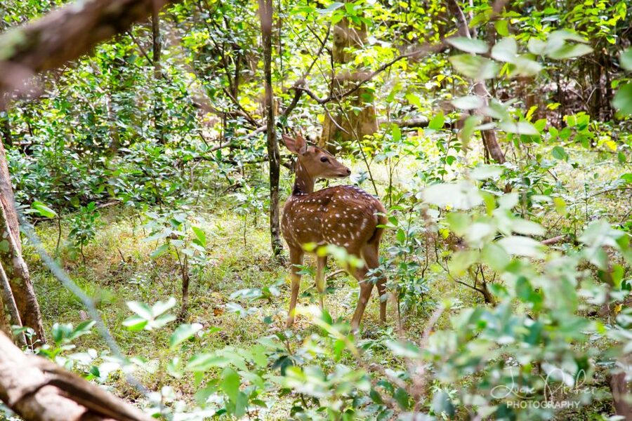 Wilpattu National Park Safari Tour from Colombo - The four-hour return to Colombo