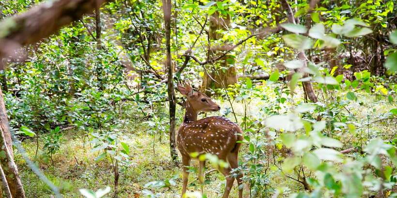 Wilpattu National Park Safari Tour from Colombo - Who will enjoy this day, and who will not