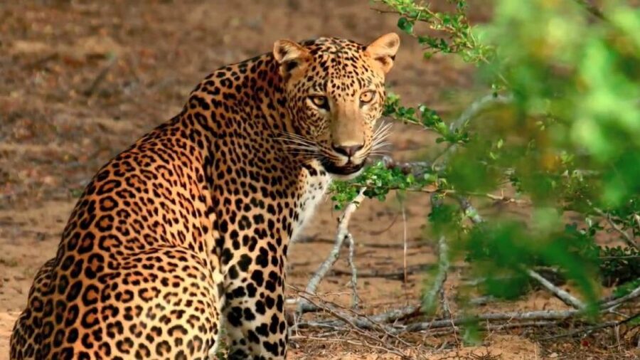 Wilpattu National Park Safari Tour from Kandy - The guide and jeep make the difference