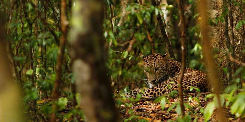 Wilpattu National Park Safari Tour from Kandy - Lunch in Puttalam, with one important cost warning