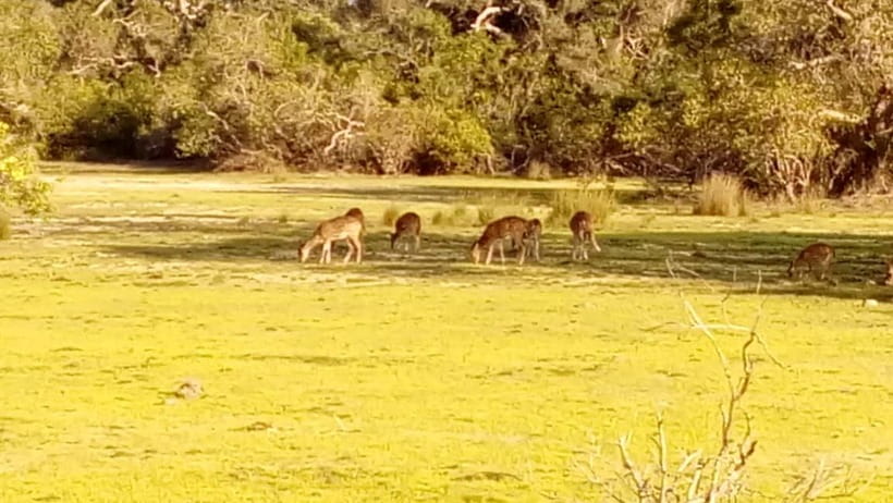 Wilpattu: Private Safari Day Trip with Lunch & Entry Fees - What you might see beyond leopards