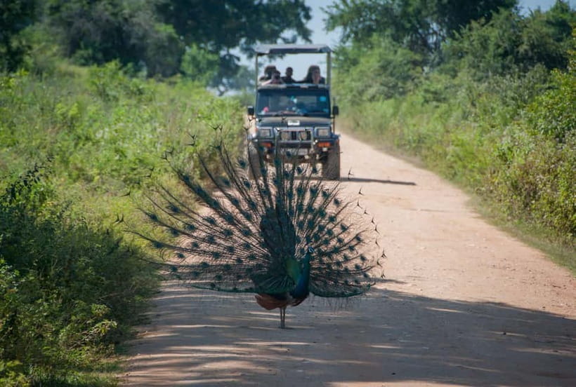 Wilpattu: Private Safari Day Trip with Lunch & Entry Fees - Is $110 a fair price?
