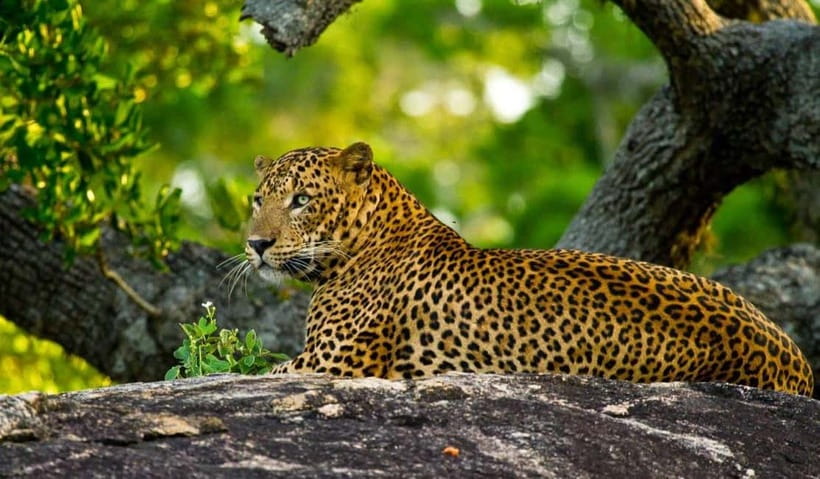 Wilpattu: Private Safari Day Trip with Lunch & Entry Fees - Should you book it?
