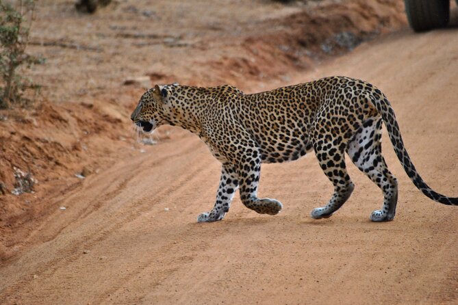 Yala 4h Jeep Safari: Guided Wildlife Experience (All Inclusive) - Key points at a glance