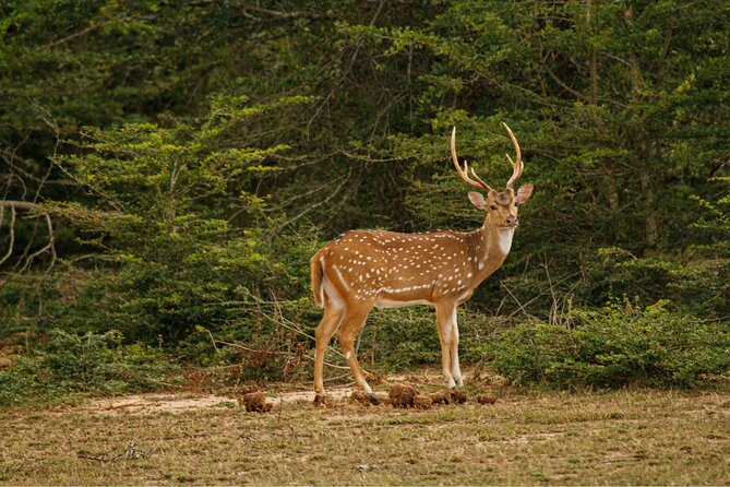 Yala 4h Jeep Safari: Guided Wildlife Experience (All Inclusive) - A private tour that keeps the day flexible