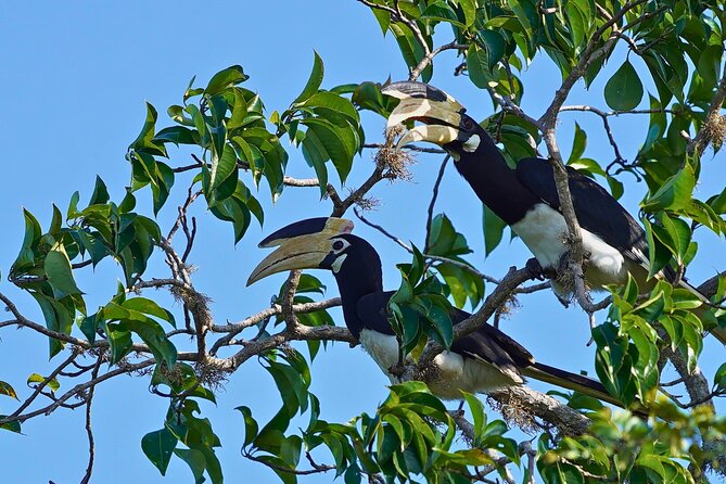 Yala 4h Jeep Safari: Guided Wildlife Experience (All Inclusive) - The picnic break and the return drive