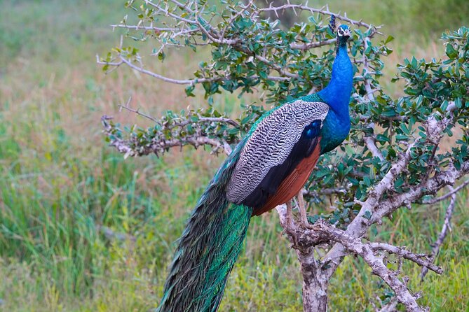 Yala 4h Jeep Safari: Guided Wildlife Experience (All Inclusive) - Who should book this Yala safari?