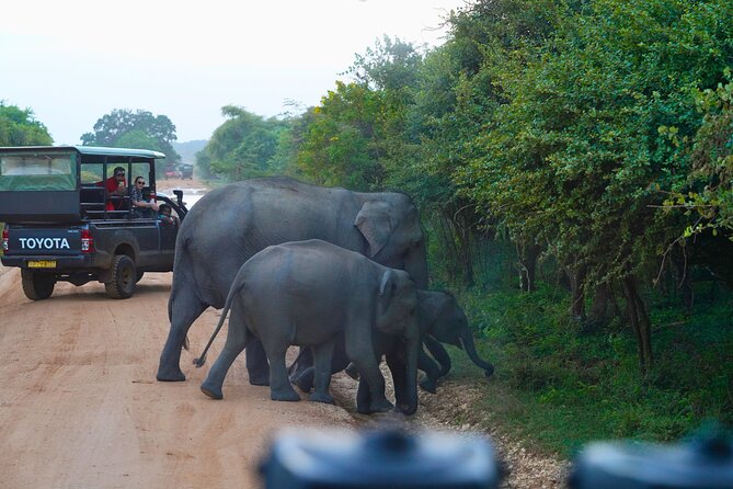 Yala 4h Jeep Safari: Guided Wildlife Experience (All Inclusive) - Four hours searching Yala National Park