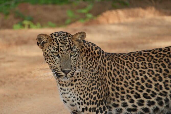 Yala and Udawalawa Safari Tour From Hambantota port - A wildlife day built around Hambantota port