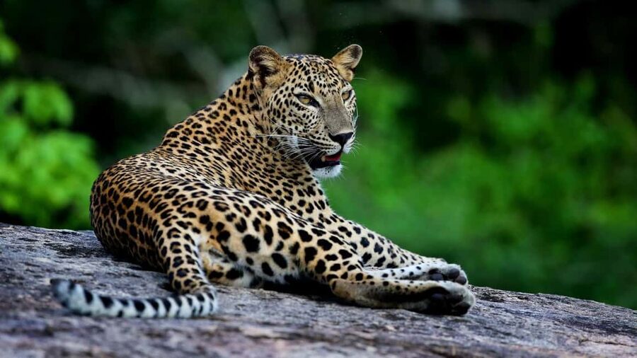 YALA BLOCK 5 & 6 (Weheragala & Lunugamwehera) Safari Tour - Key points to know before booking