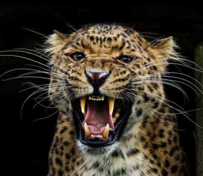 YALA BLOCK 5 & 6 (Weheragala & Lunugamwehera) Safari Tour