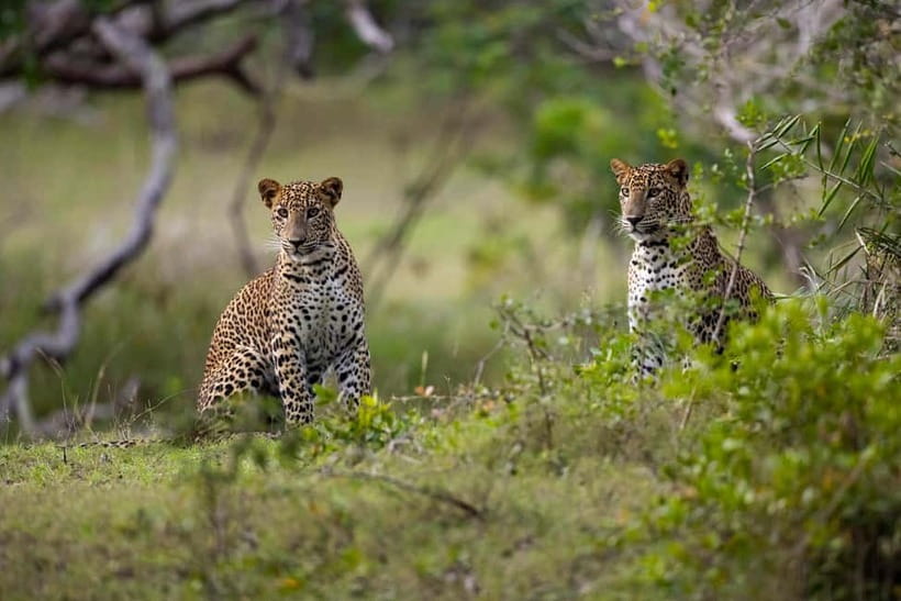 YALA BLOCK 5 & 6 (Weheragala & Lunugamwehera) Safari Tours - Key points before you book