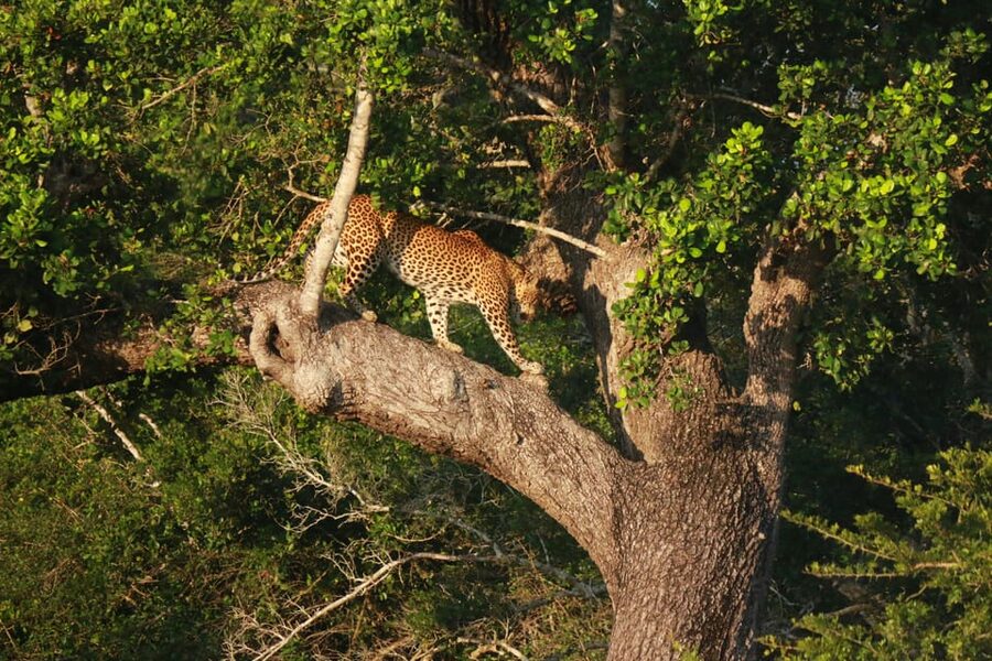 YALA BLOCK 5 & 6 (Weheragala & Lunugamwehera) Safari Tours - Who will enjoy this safari most?