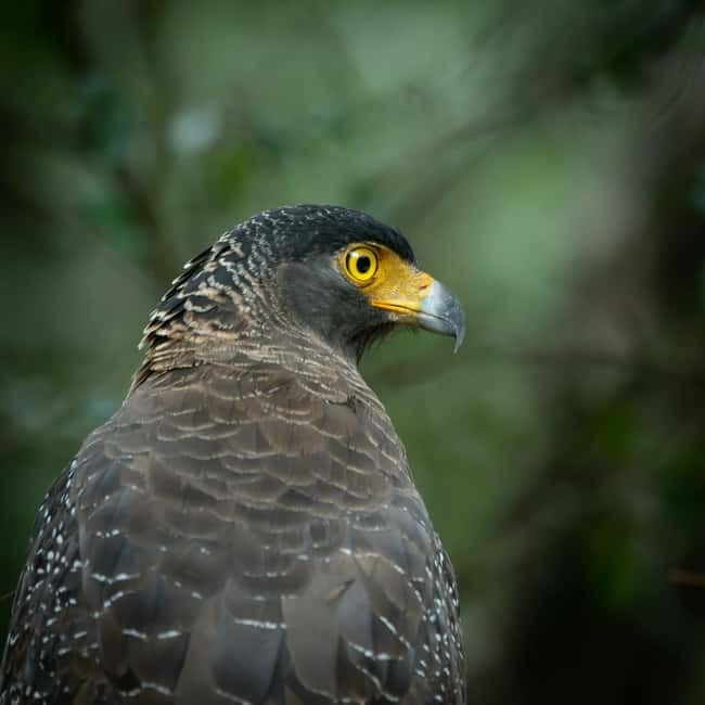 YALA BLOCK 5 & 6 (Weheragala & Lunugamwehera) Safari Tours - Why Blocks 5 and 6 feel different