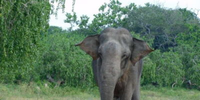 YALA BLOCK 5 & 6 (Weheragala & Lunugamwehera) Safari Tours