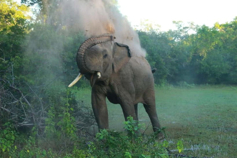 YALA BLOCK 5 & 6 (Weheragala & Lunugamwehera) Safari Tours - Wildlife sightings: what you might actually see
