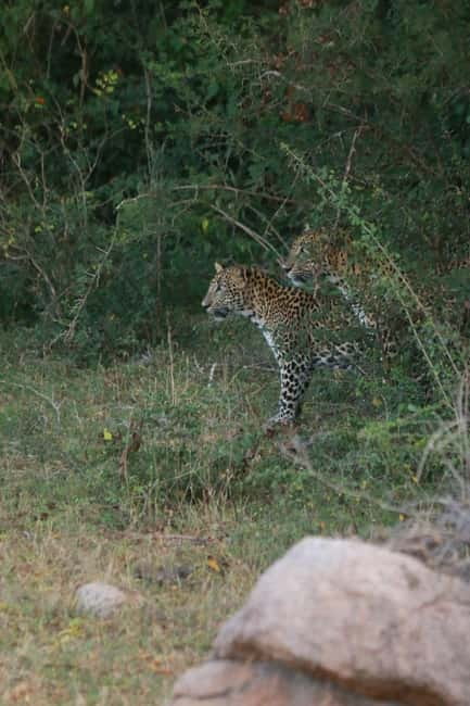 YALA BLOCK 5 & 6 (Weheragala & Lunugamwehera) Safari Tours - The guides are central to the experience