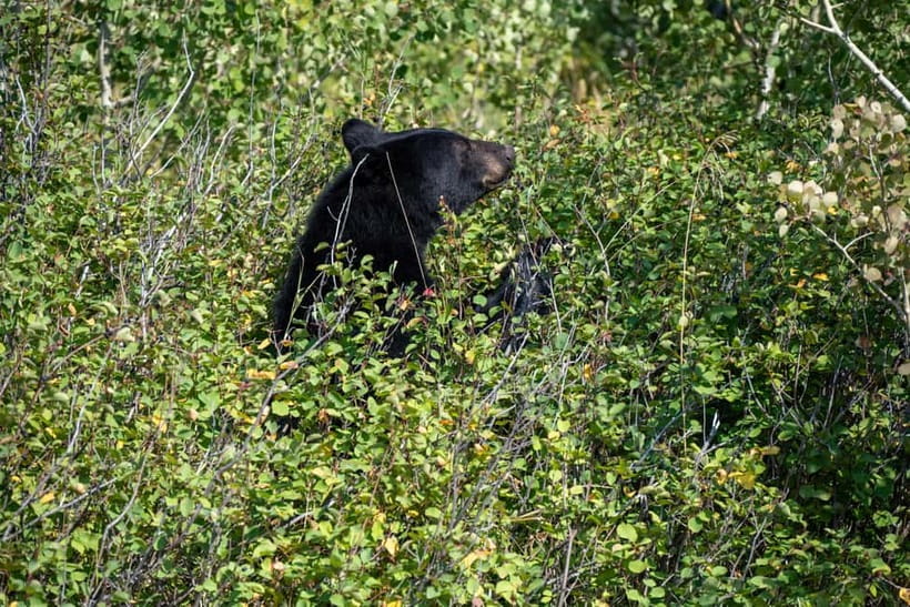 YALA BLOCK 5 & 6 (Weheragala & Lunugamwehera) Safari Tours - What the $36 price really covers