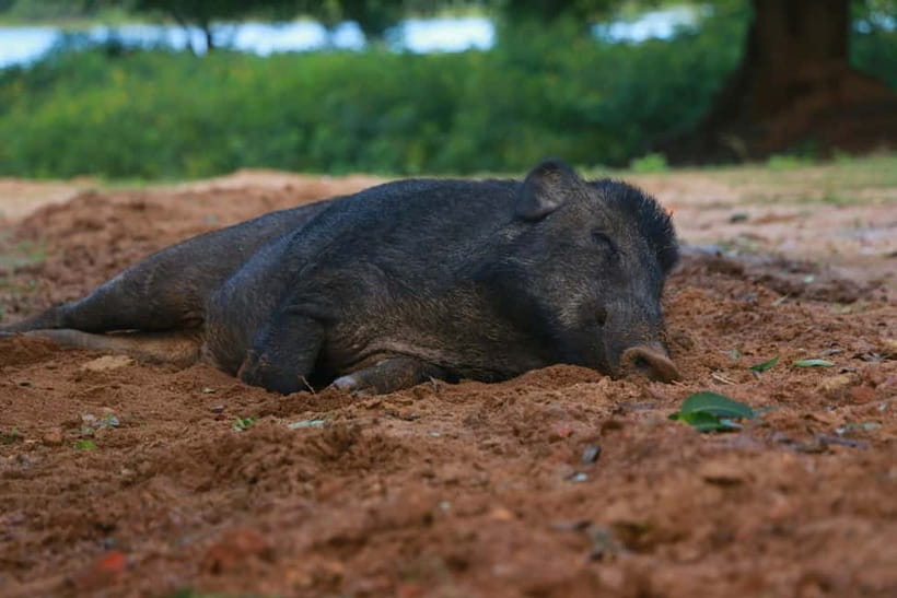 YALA BLOCK 5 & 6 (Weheragala & Lunugamwehera) Safari Tours - Comfort, drinks, and time on the road