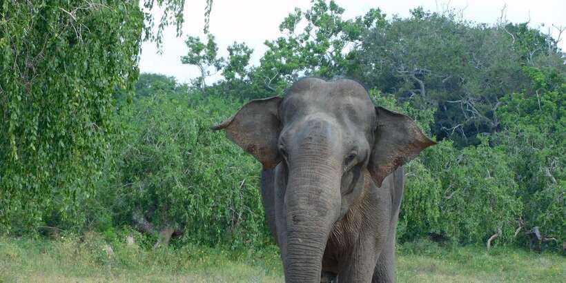YALA BLOCK 5 & 6 (Weheragala & Lunugamwehera) Safari Tours - Getting to the park from Tissamaharama or Kataragama