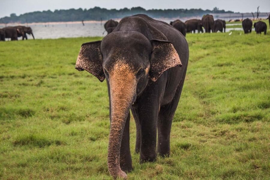 Yala Block 5: Private Morning or Evening Safari - What you may see in Block 5