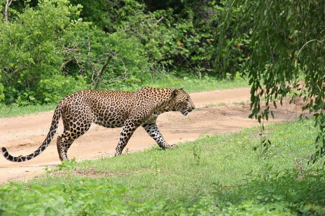Yala Camping by Ajith Safari All Inclusive - Dinner under the stars