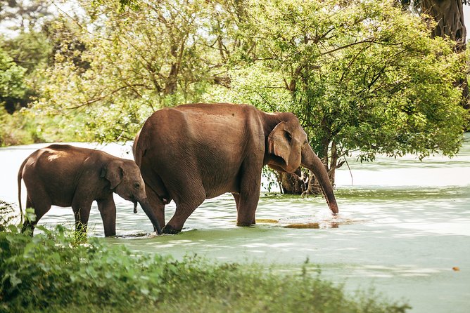 Yala Full day Leopard Safari Tour with Picnic Lunch - Guides who shape the experience