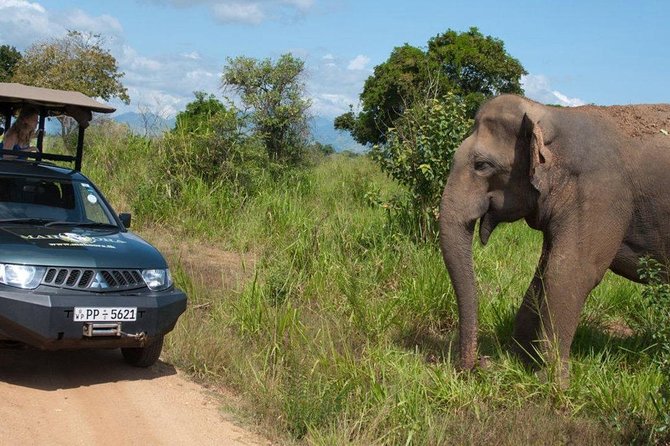 Yala Full day Leopard Safari Tour with Picnic Lunch - Group size, comfort, and the price