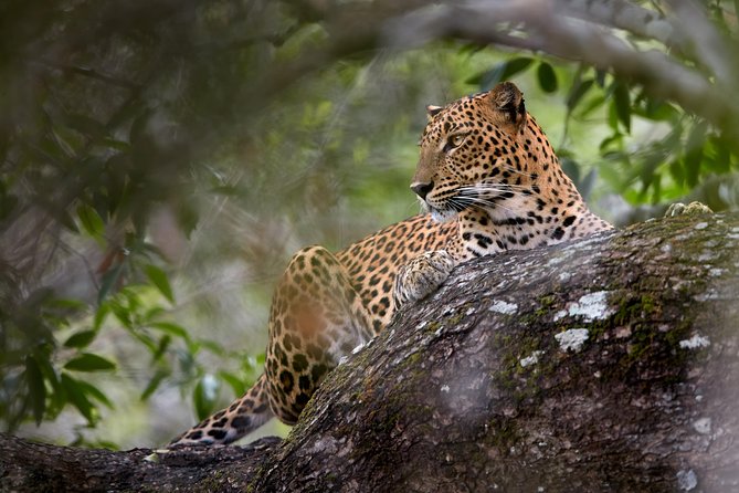 Yala Full day Leopard Safari Tour with Picnic Lunch - Entering Yala’s dry-zone habitats
