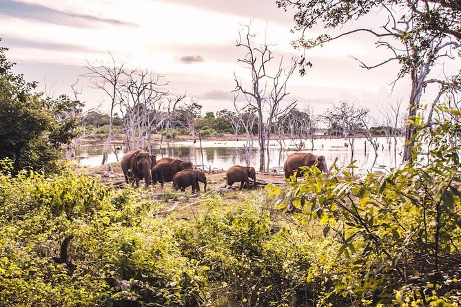 Yala Full Day Safari with Picnic Lunch - Private & All Inclusive - Picnic lunch and the practical value of an all-inclusive price