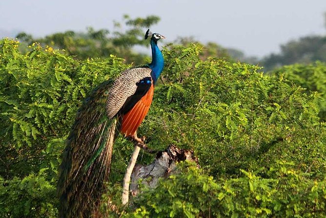 Yala Full Day Safari with Picnic Lunch - Private & All Inclusive - Who will enjoy this Yala safari most