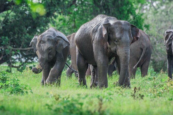 Yala Half Day Safari from Hambantota Port Shore Excursion - From Hambantota Port to the park entrance