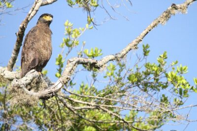 Yala Half Day Safari from Hambantota Port Shore Excursion