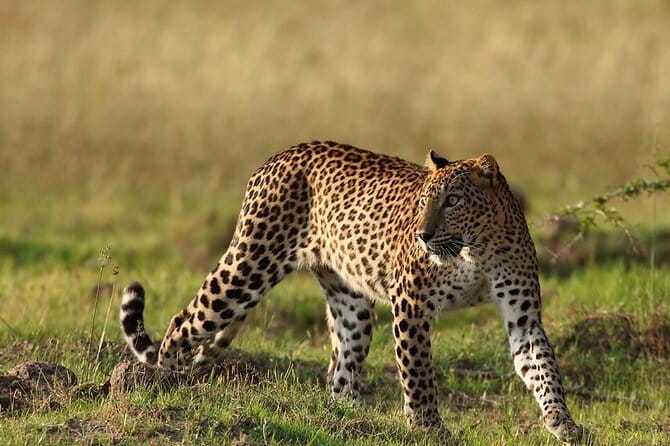 Yala Mk Safari Tour & Taxi Service - Why Yala is worth your time