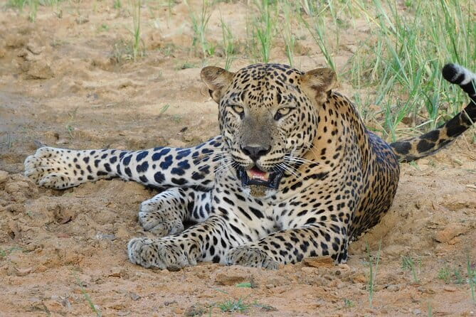 Yala Mk Safari Tour & Taxi Service - Seven-hour and full-day options