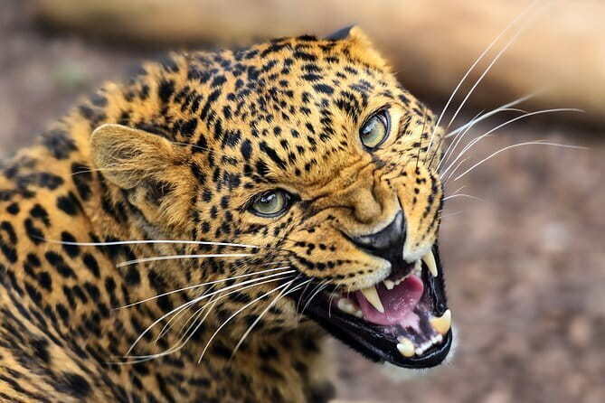 Yala Mk Safari Tour & Taxi Service - What your driver-guide adds