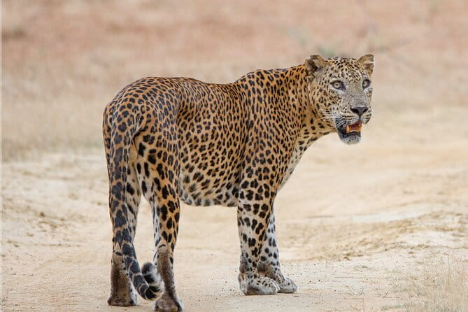 Yala Mk Safari Tour & Taxi Service - Private transport and group size