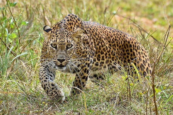 Yala Mk Safari Tour & Taxi Service - What you can see inside Yala