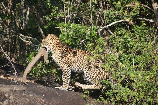 Yala Mk Safari Tour & Taxi Service - Weather, comfort, and practical preparation