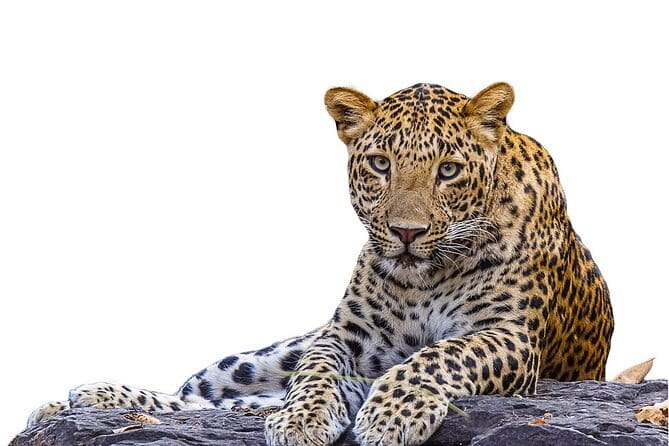 Yala Mk Safari Tour & Taxi Service - The golden-hour morning safari from 6:00 to 8:00 AM
