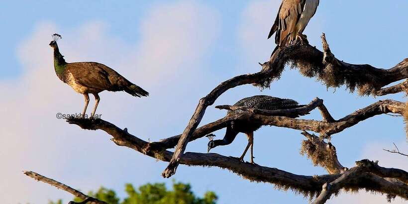Yala: Morning or Afternoon All-inclusive Private Safari - What makes a private safari good value at $90