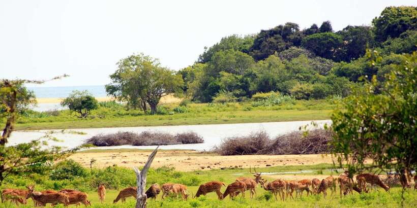 Yala: Morning or Afternoon All-inclusive Private Safari - Afternoon conditions, weather, and comfort